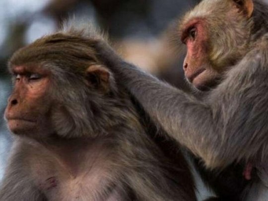 Alimlər: Primatların beyin ölçüsü ilə sosial təmasların sayı arasında əlaqənin olması fikri təsdiqini tapmadı